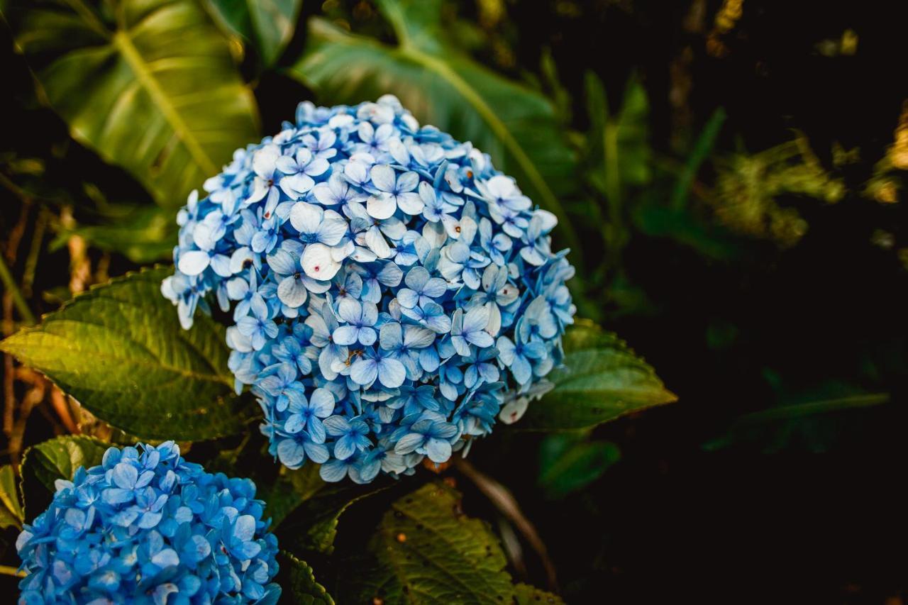 Sitio Das Hortensias Chales Conceição da Ibitipoca Exteriör bild